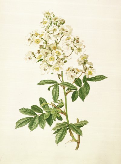 Rosa multiflora von Alfred Parsons